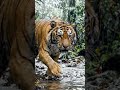 Bengal Tiger Roaring in Rain 🌧️🐅 | AI