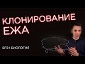 Клонирование... ежа | ЕГЭ Биология | Даниил Дарвин