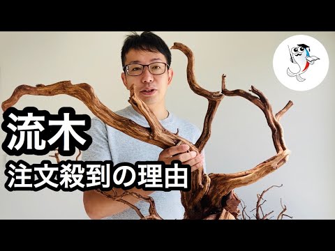 エレファントウッド　水槽用　極上流木 大型流木の通販、販売、エレファントウッドなら水槽素材 - 水槽