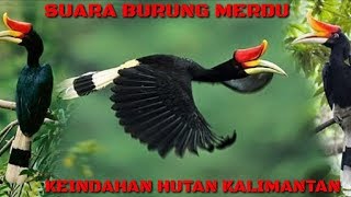 BURUNG ENGGANG || KEINDAHAN SUARA BURUNG DALAM HUTAN KALIMANTAN