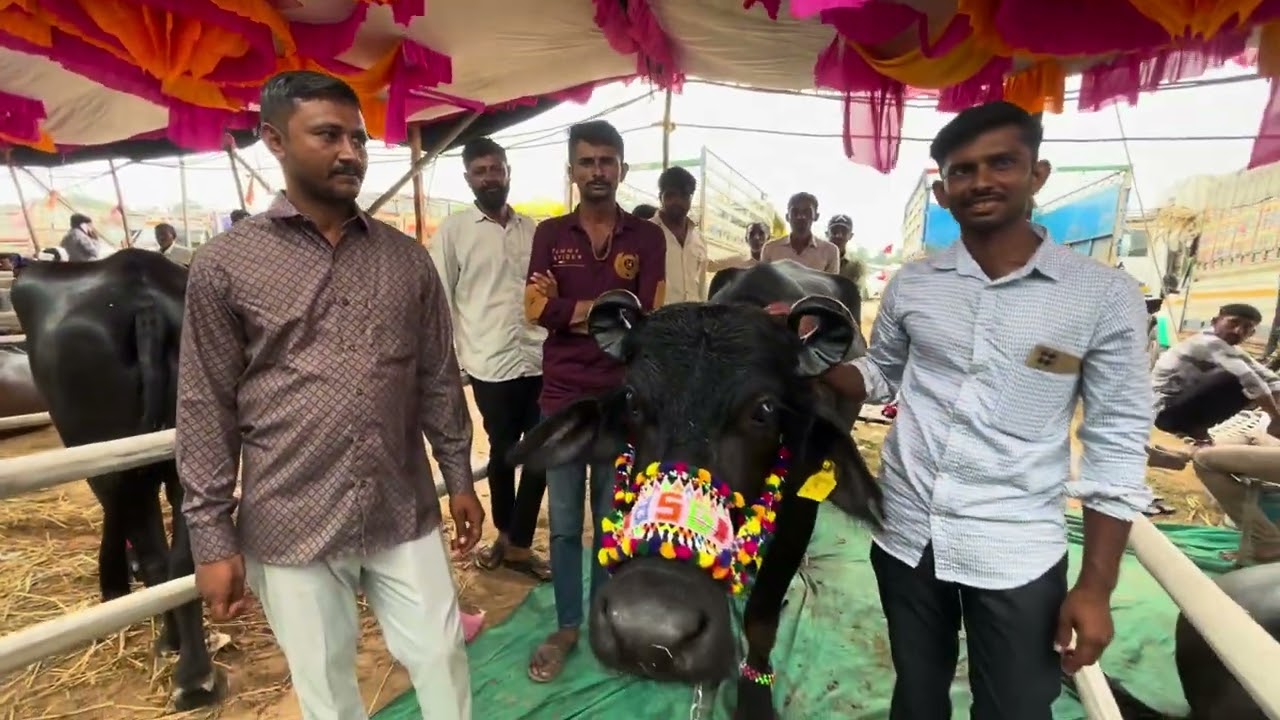 કચ્છ નુ પાણી તરણેતર ના મેળામા પેલું સ્થાન મેળવાયું 2025 નોં રેકોડ