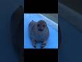 Лизун тюлень Cat мемас Funny реки Cute Лизун тюлень Cat мемас Funny реки Cute
