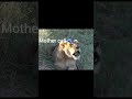 Lion family roar #viralvideo #youtubeshorts
