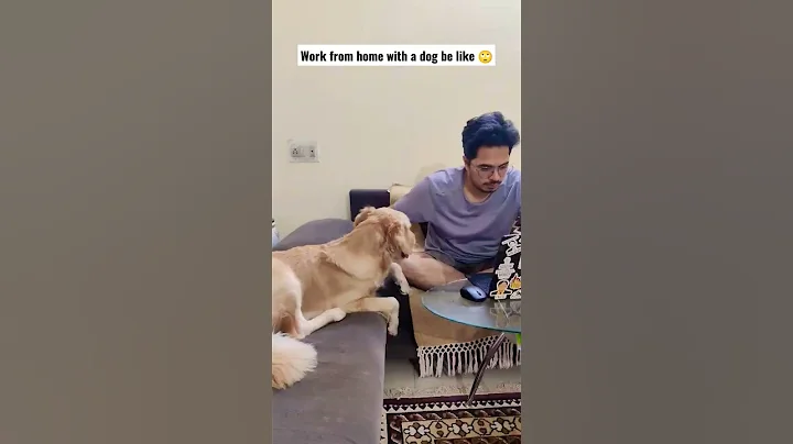 Work from home with a dog be like🙄#tiktok#funny #cute #goldenretriever