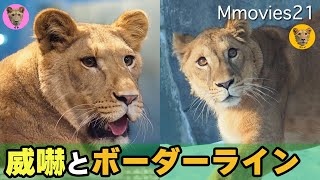 飼育員さんに威嚇するライオン「イト」と「クレイ」の安全ボーダーライン円山動物園ライオンの成長記録~Cray & Ito at Maruyama zoo