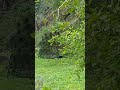 #peacock #peacockdance