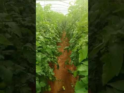 إصابة اللفحة المتأخرة علي الطماطم   فاكوميل بلص بيليس تيلدور مانكوزيب