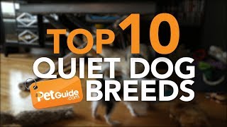 Top 10 Quiet Dog Breeds by PetGuide.com 22,002 views 6 years ago 3 minutes, 32 seconds