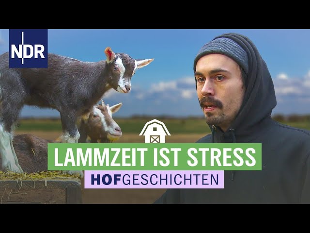 Alarm im Stall: 105 Lämmer im Wendland | Hofgeschichten: Leben auf dem Land (270) | NDR