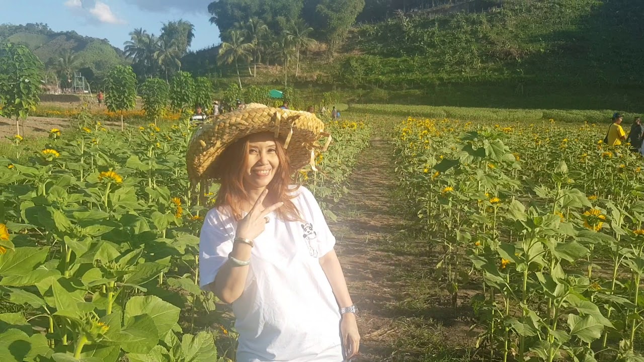 BLOOMING SunFloweR San MariANO's TUPI SOUTH COTABATO YouTube