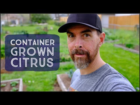 Vídeo: Podeu cultivar zinnies en testos: apreneu a cultivar zinnies en contenidors