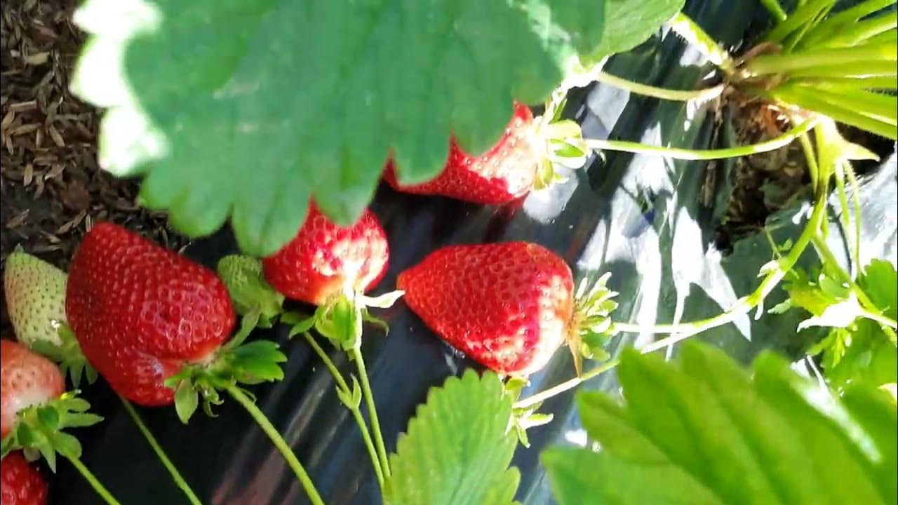 Клубничный питомник. Клубничный питомник. Клубника хадемар. Клубника пирчинкью. Клубника перчинкью.