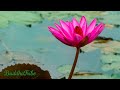 Be Calm and Focused: Asian Meditation Music, Beautiful Instrumental Japanese Music, Zen Garden