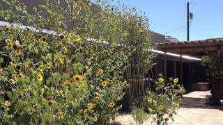 Birds in the Blackstone Hotsprings courtyard, September 2012