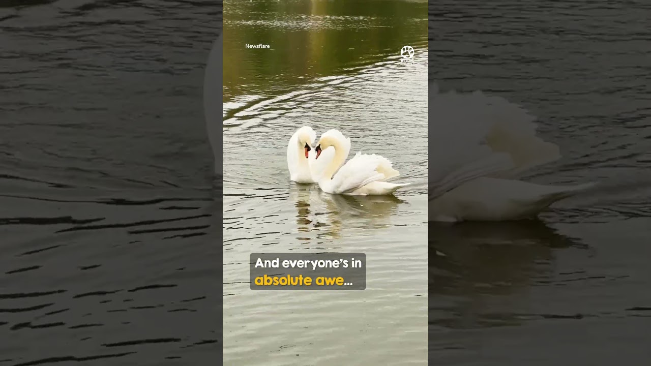 В тот же миг, как он её увидел, он помчался сквозь воду ❤️