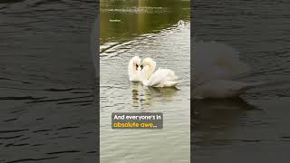 The moment he sees her, he comes flying through the water ❤️