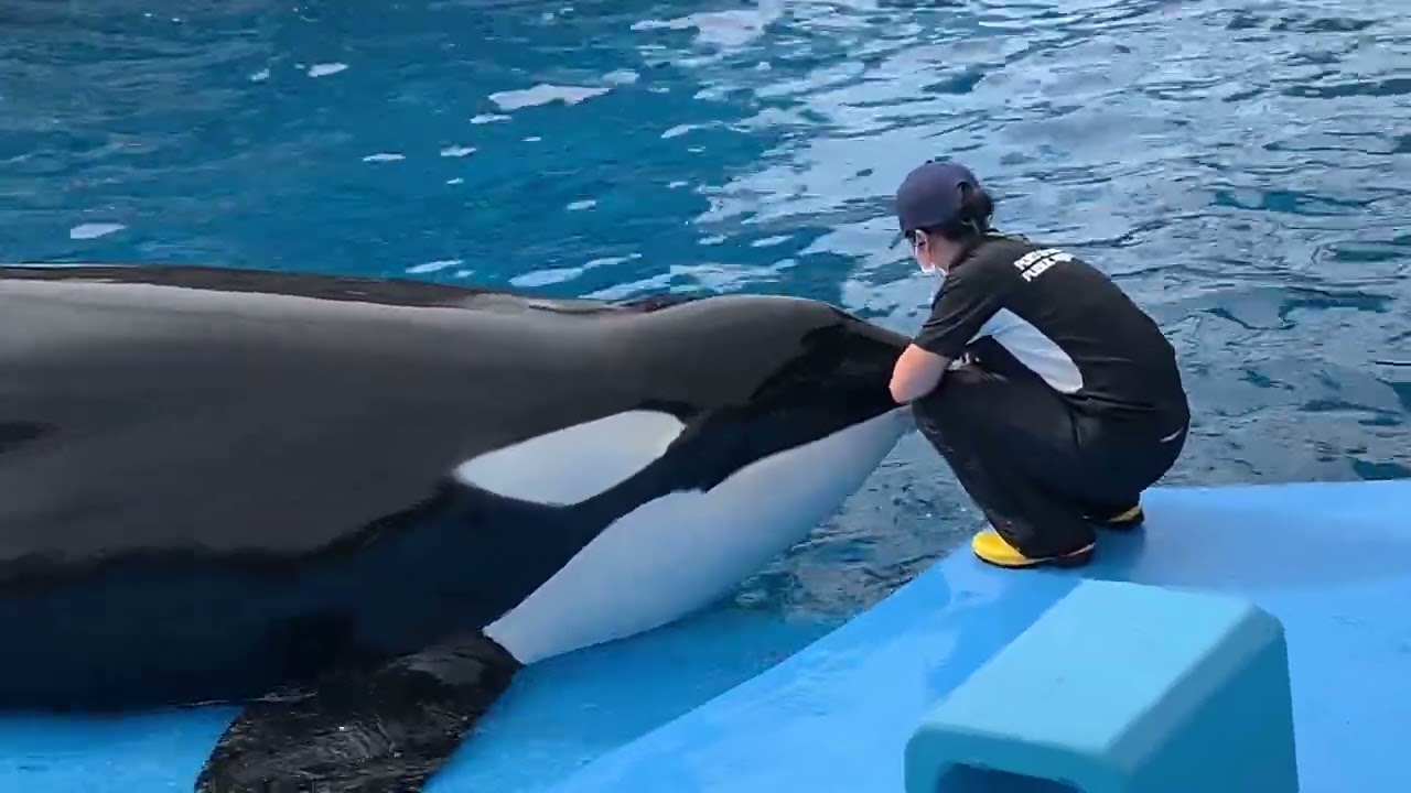 皆さんはシャチの目がどこにあるかご存知ですか 正解は概要欄へ Youtube