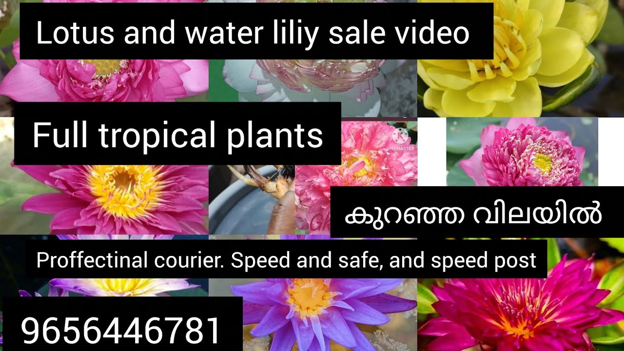 Water liliy and lotus sale video 9656446781