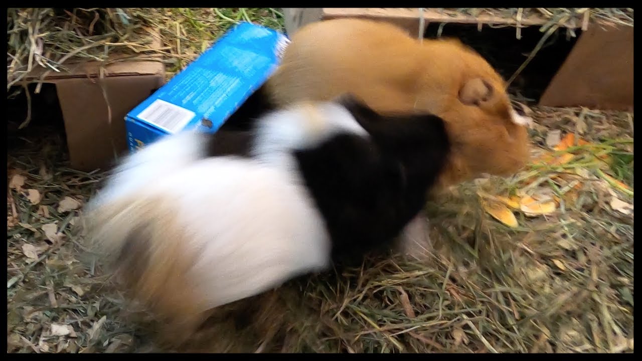 Ridiculous guinea pig fight 3 YouTube