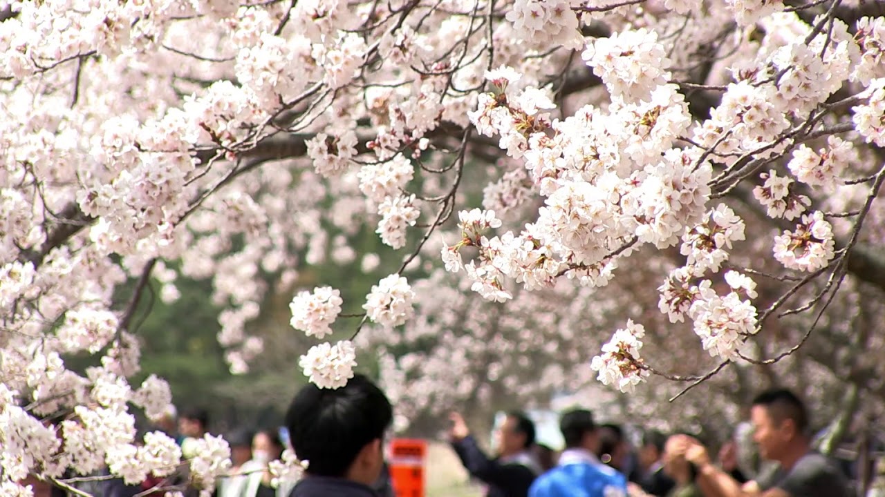 首都圏から日帰りでもok 富士山 河口湖周辺春の絶景桜お花見スポット特集 Fuji Cango 地元スタッフが教える 富士山 河口湖 富士五湖観光ガイド