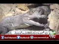 Karachi history of manghopir crocodiles