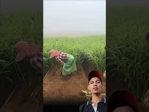 Budidaya Jahe Tiongkok Pertanian Jahe Jahemerahpapua Satisfying Shorts Shortsfeed 