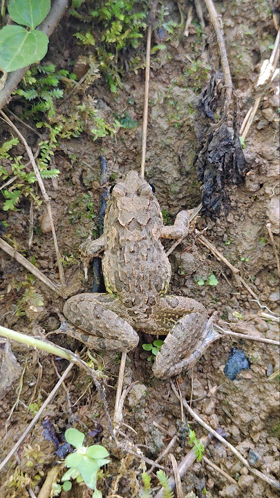 It turns out that frogs can pee while jumping 😱