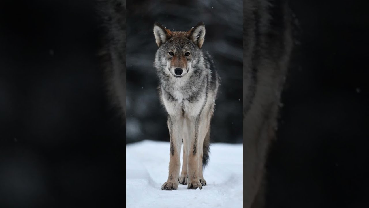 Wolf The Surgeon Success Wildlife Animals