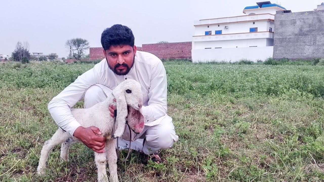 bhed ki video dikhayen , 🐑🐏🐑🐏🐑🐑🐏 YouTube