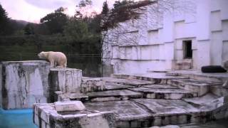 閉園時間の動物たち(札幌市円山動物園)~The animals of closed  time