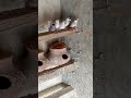 Java Bird with their Matki
