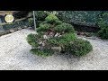 30 year old Juniper Pruning