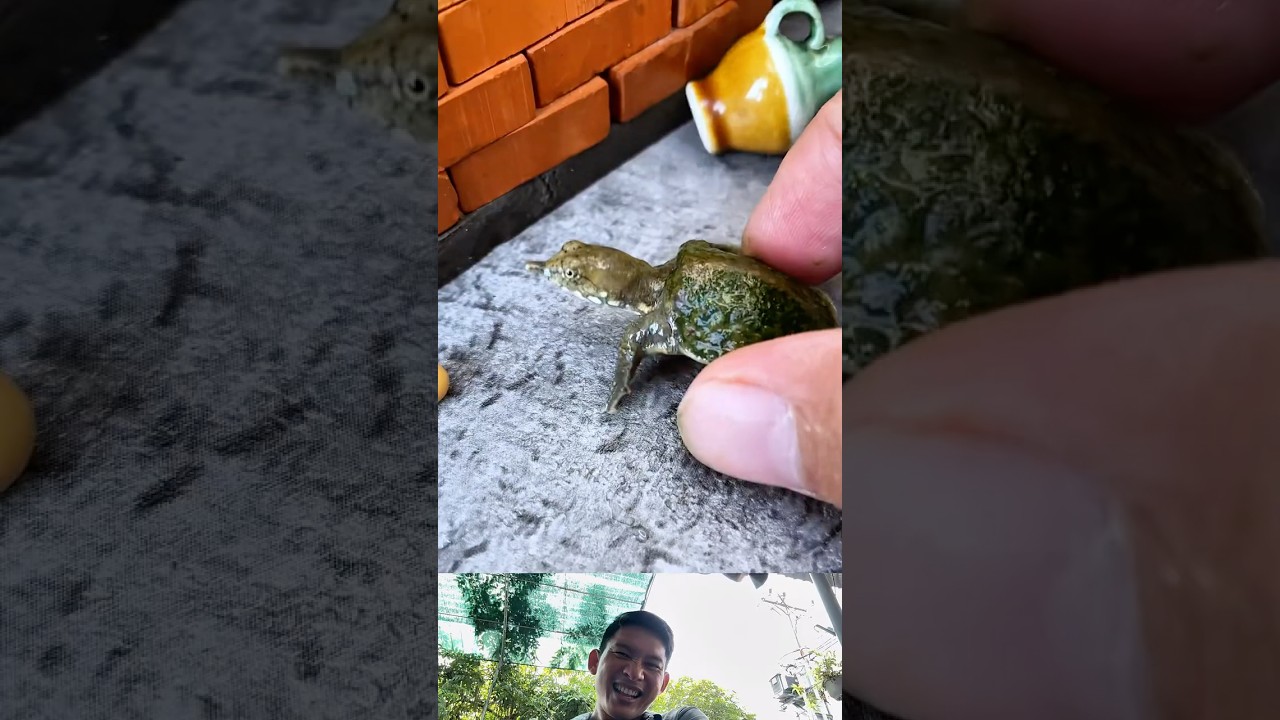 Softshell Turtle or Beetle? Cooking with Rice Turns Out Surprisingly Delicious! 🍚🐢