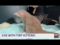 Tiny Kittens live on Crazimals 10 9 2016