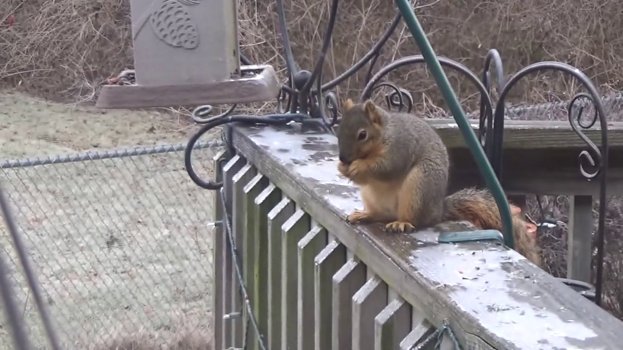 Squirrel On Icy Deck You Squirrel On Icy Deck You