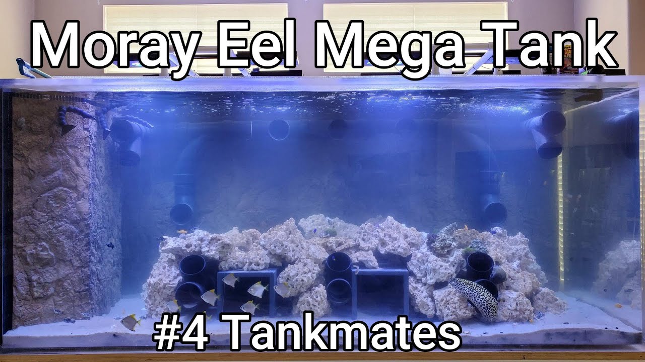 Moray Eel Mega Tank 04 Tank Mates YouTube