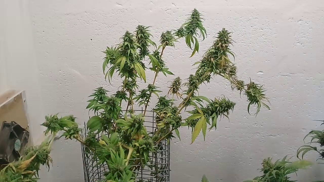 Day 60 of flowering update growing indoors in South Africa YouTube