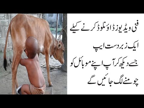 funny-videos-2018-!-how-to-download-latest-funny-videos-in-hindi-urdu