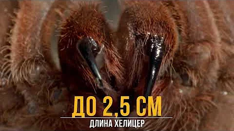 Как охотится самый КРУПНЫЙ паук в мире? Птицеед-Голиаф – гроза мышей, ящериц и даже ядовитых змей!