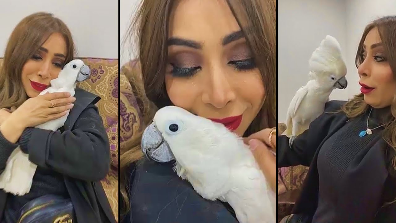 ابرار الكويتية رايحة تشتري كوكاتوو 😆