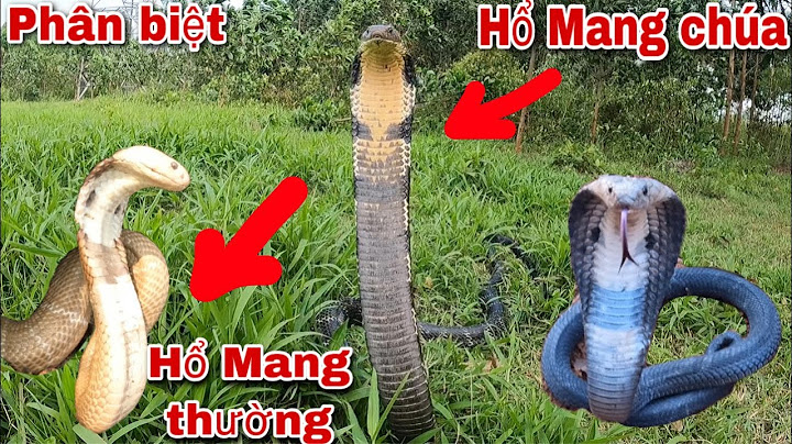 Hổ mang bành khác hổ mang chúa ở chỗ nào