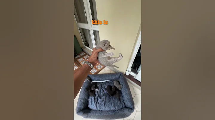 Video 9718051: british shorthair kitten meets, british shorthair kittens playing, cute british shorthair kitten, british shorthair family, adorable british shorthair