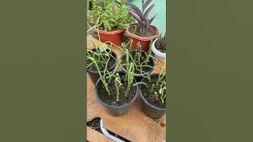 Devil’s Backbone Plant Pruning and propagation 🌼🍀 #youtubeshorts #shorts #youtube