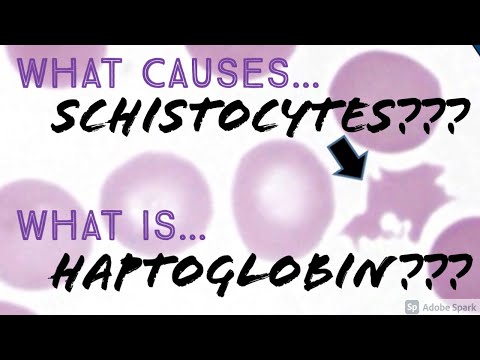 ቪዲዮ: Schistocytes ሴንትራል ፓሎር አላቸው?