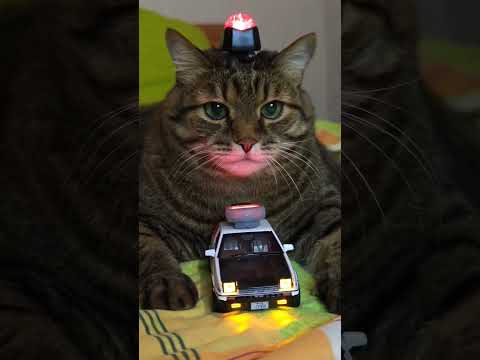 Переходить дорогу 🙀🚔😉🤣 #cat #кот #юмор #котушка #приколы #цитаты #смех