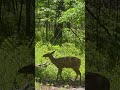#Deer