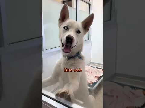 Video: Doodt het pond honden?