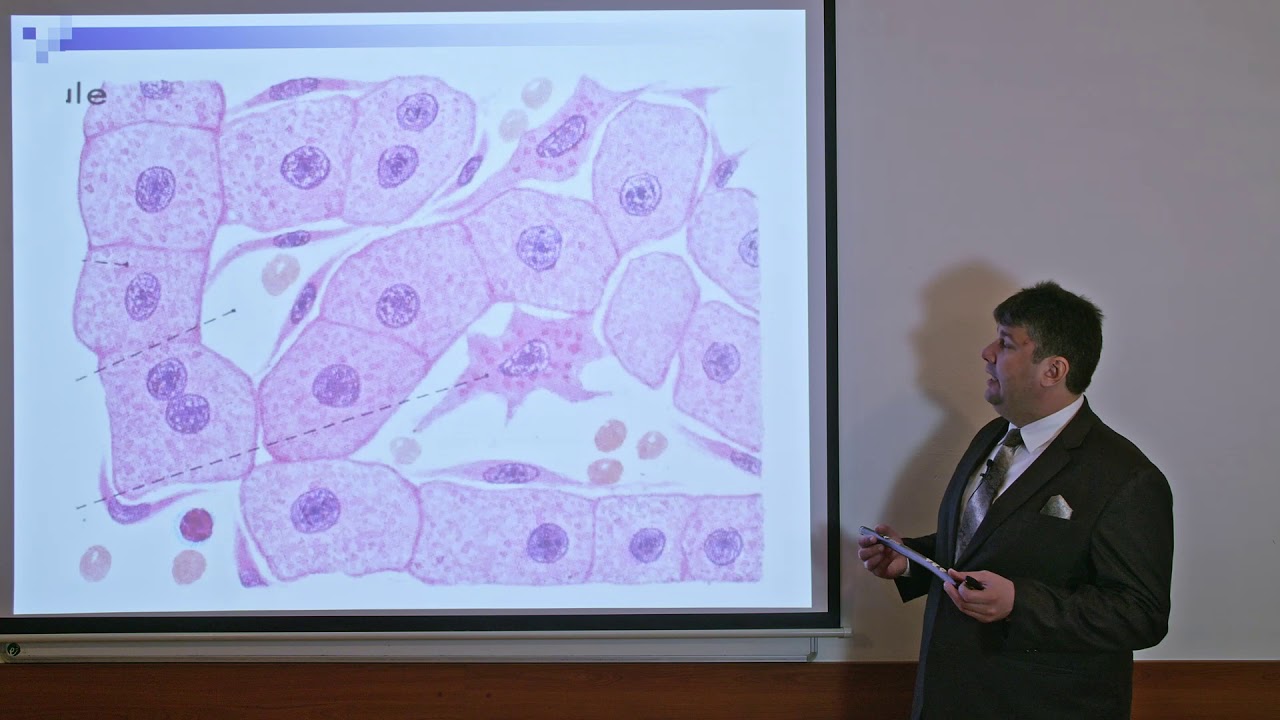 Špeciálna histológia: Pečeň, pankreas a slinné žlazy