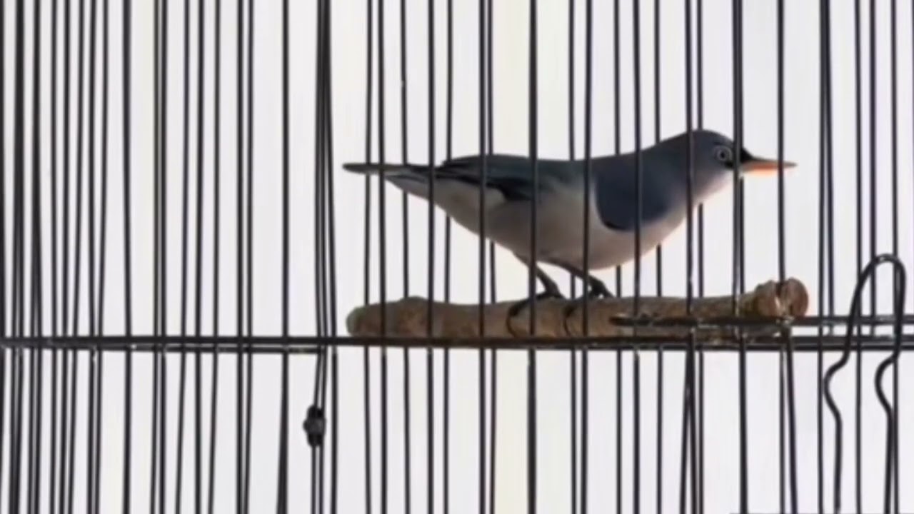 Rambatan Paruh Merah Gacor GAK ADA OBAT Cocok Buat Masteran Burung Gantangan 2 Januari 2026