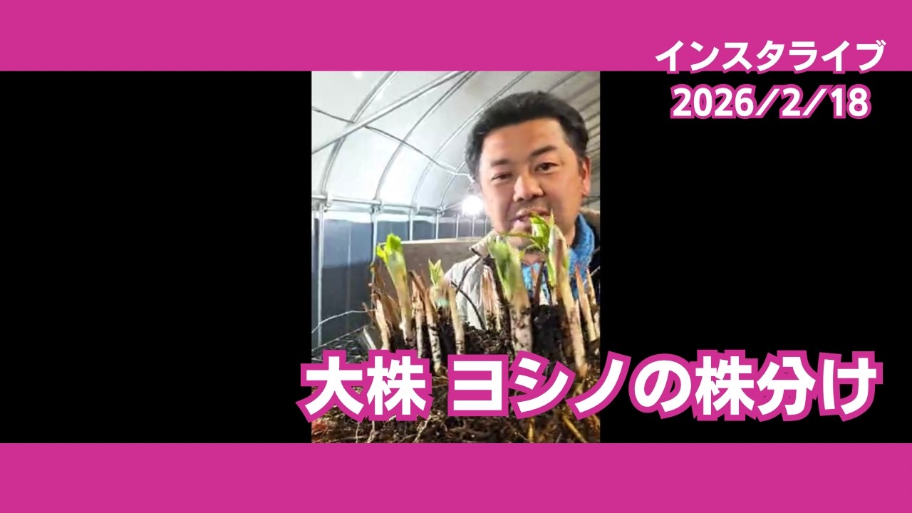 クリスマスローズ ヨシノ大株の株分け